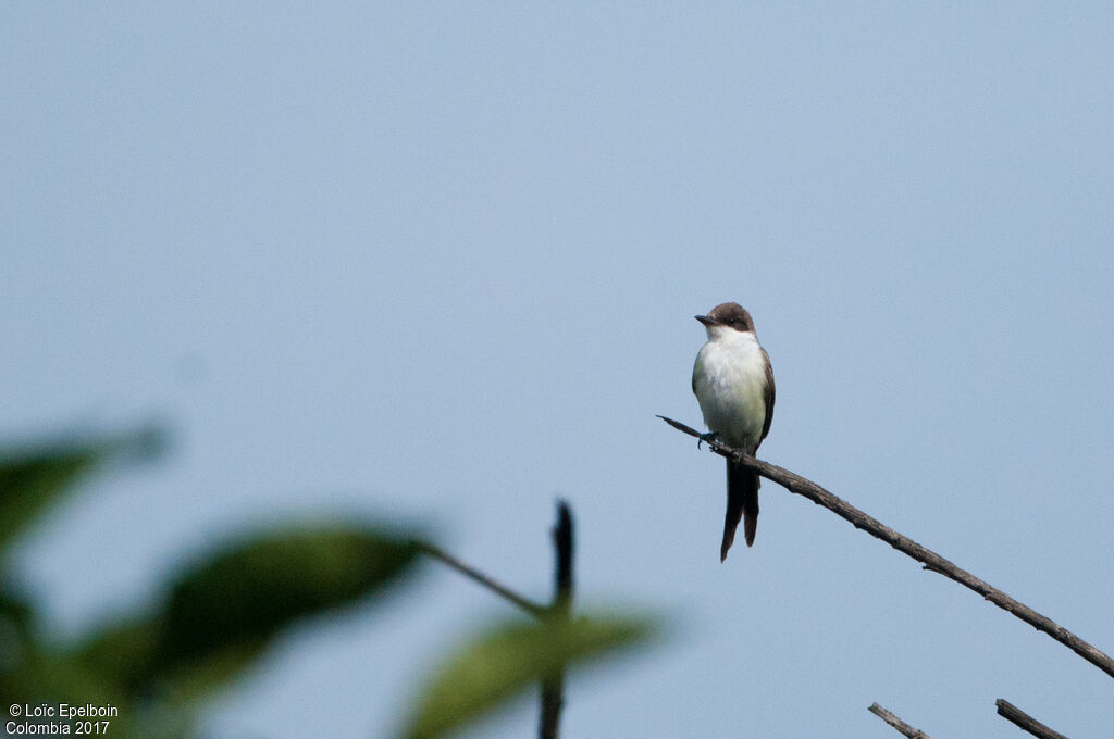 Fork-tailed Flycatcher