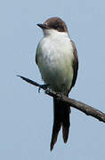 Fork-tailed Flycatcher