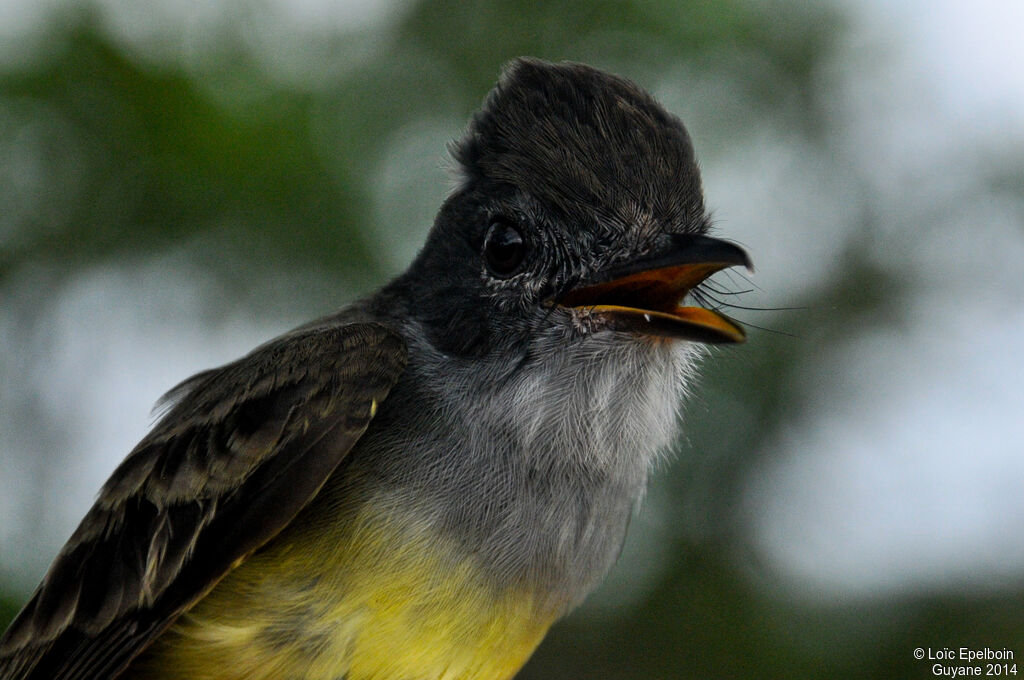 Short-crested Flycatcher