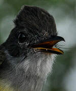 Short-crested Flycatcher