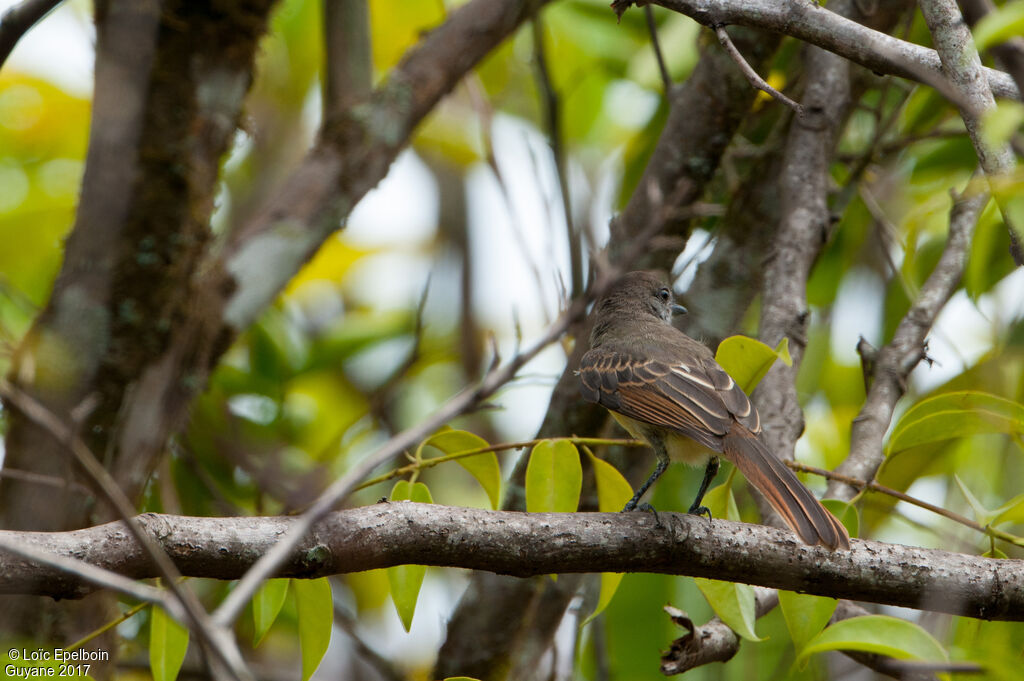 Short-crested Flycatcher