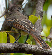 Short-crested Flycatcher