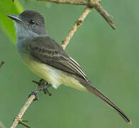 Short-crested Flycatcher