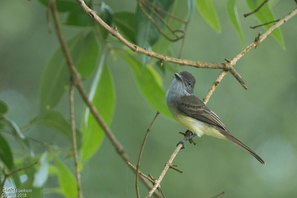 Short-crested Flycatcher