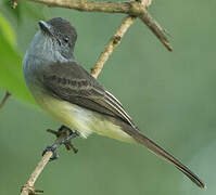 Short-crested Flycatcher