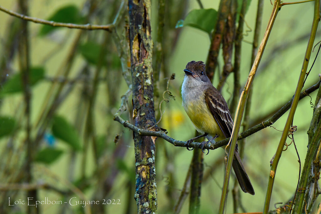 Short-crested Flycatcher