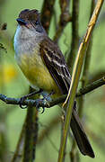 Short-crested Flycatcher