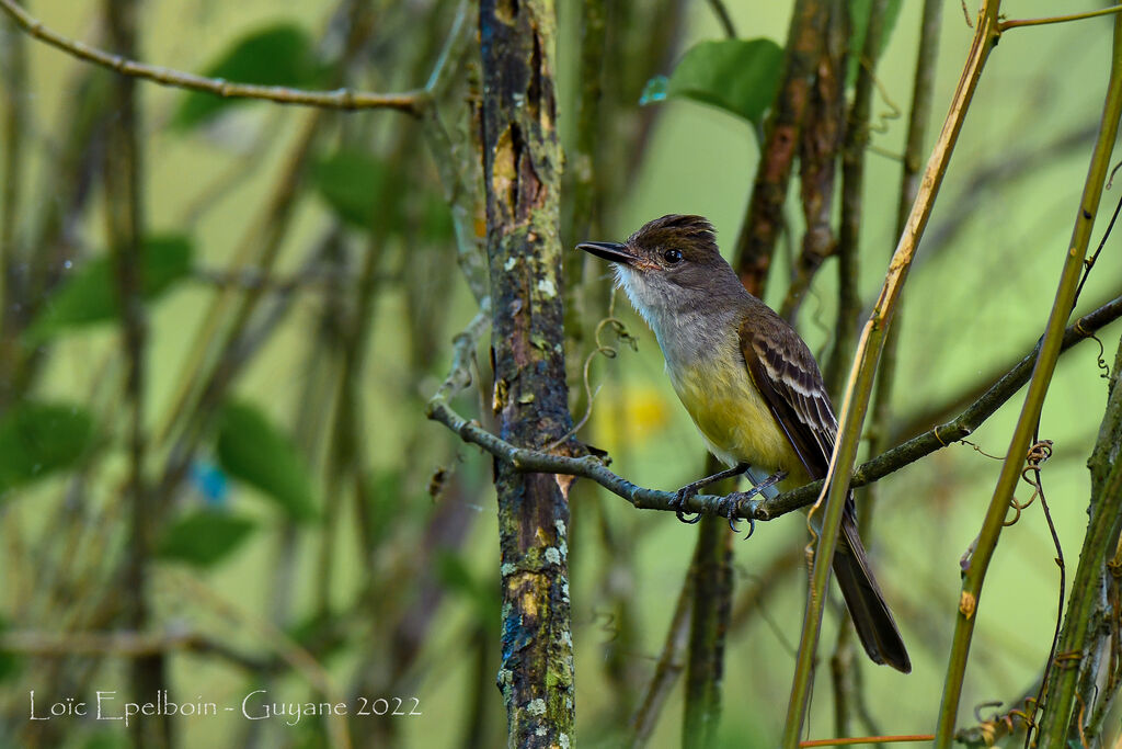 Short-crested Flycatcher