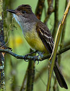 Short-crested Flycatcher