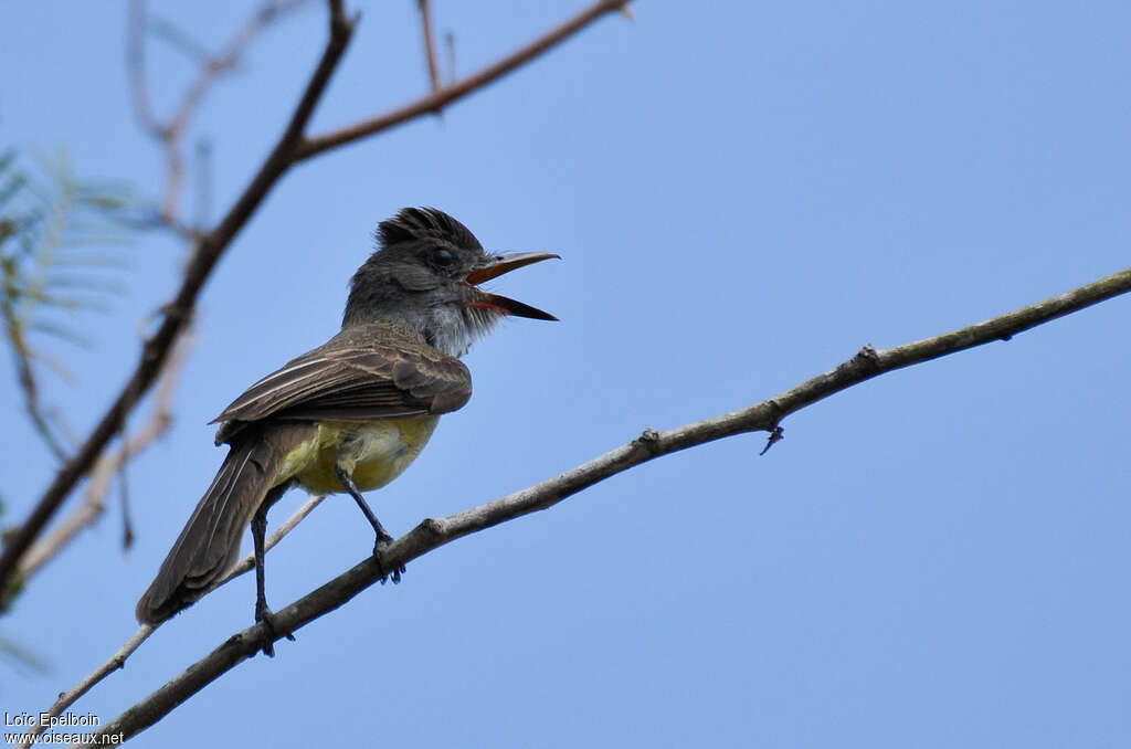 Short-crested Flycatcheradult, song