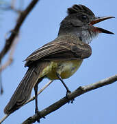 Short-crested Flycatcher