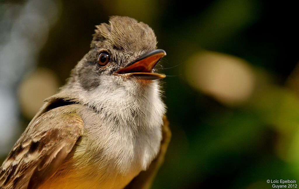 Short-crested Flycatcher