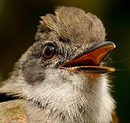 Short-crested Flycatcher