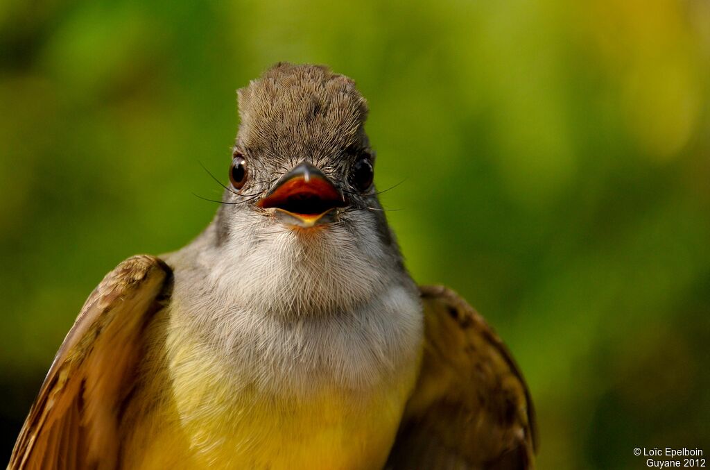 Short-crested Flycatcher