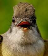 Short-crested Flycatcher