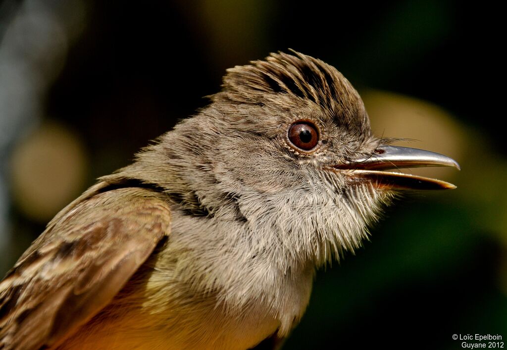 Short-crested Flycatcher