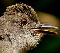 Short-crested Flycatcher