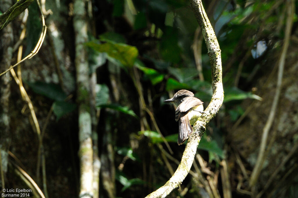 Short-crested Flycatcher