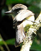 Short-crested Flycatcher