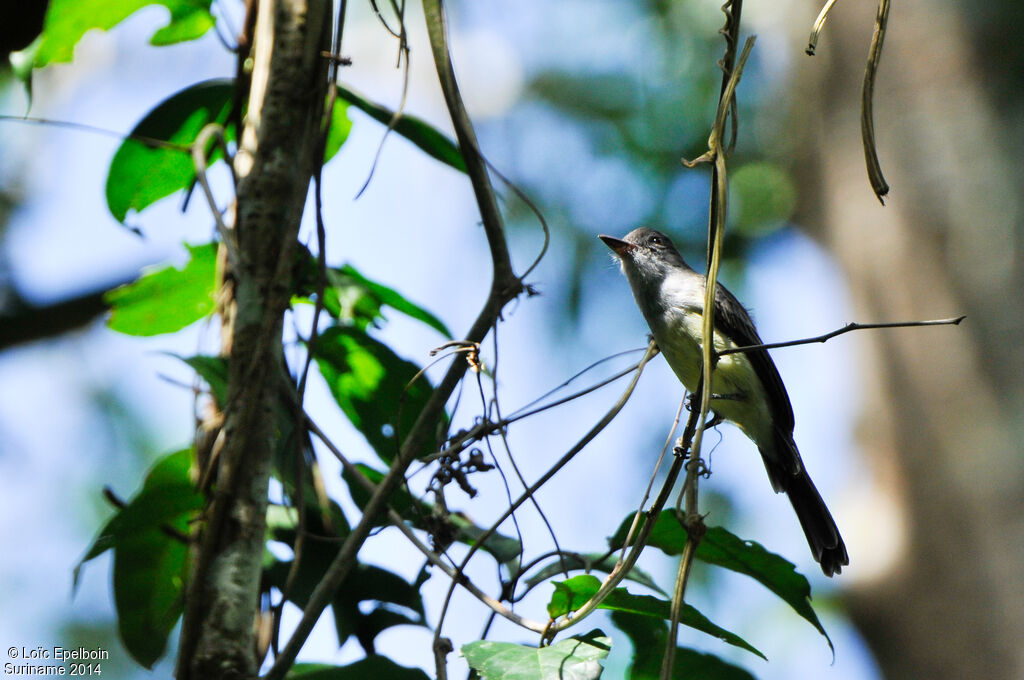 Short-crested Flycatcher