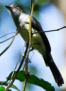 Short-crested Flycatcher