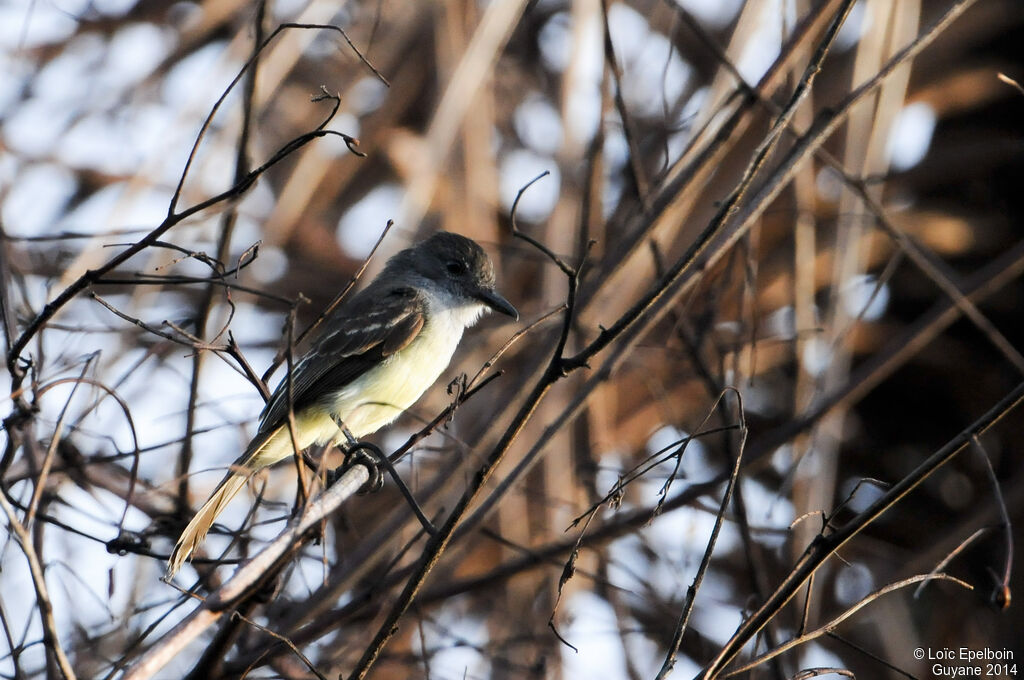 Short-crested Flycatcher