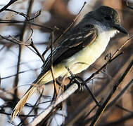 Short-crested Flycatcher