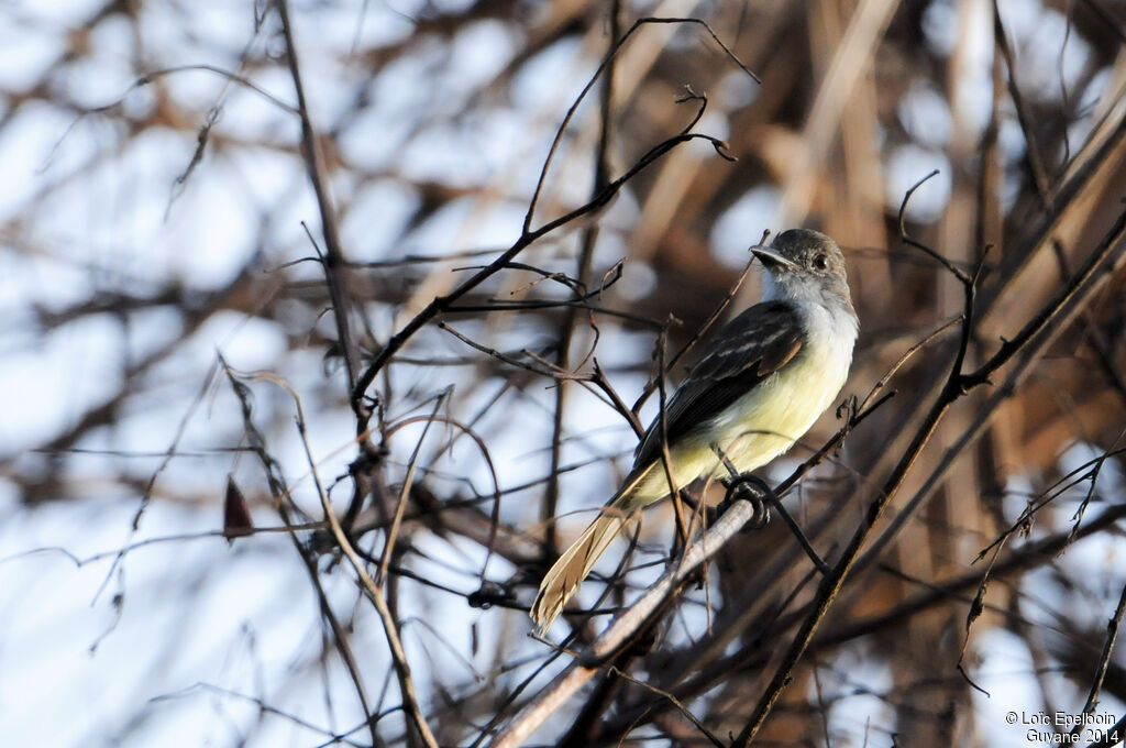 Short-crested Flycatcher