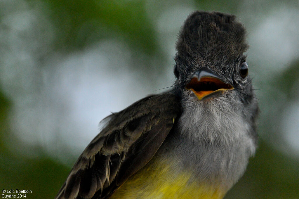 Short-crested Flycatcher