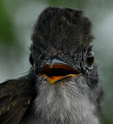 Short-crested Flycatcher