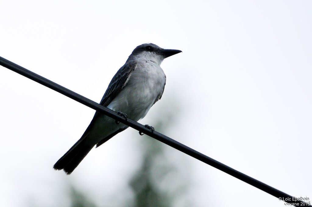 Grey Kingbird