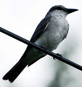 Grey Kingbird