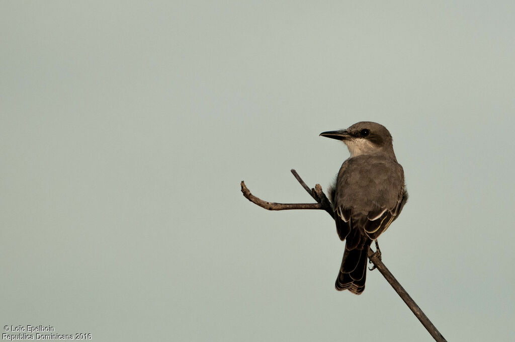 Grey Kingbird