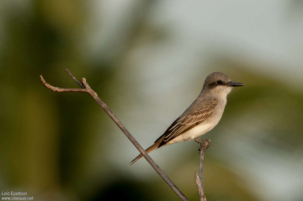 Grey Kingbirdadult, identification