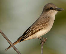 Grey Kingbird