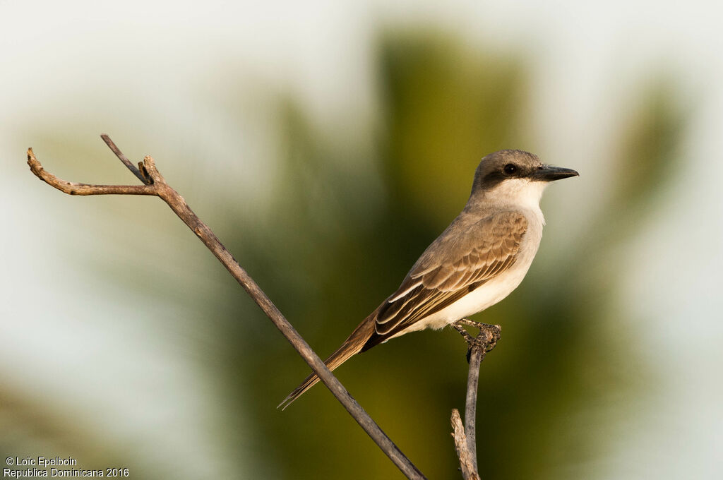 Grey Kingbird