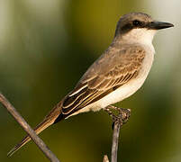 Grey Kingbird