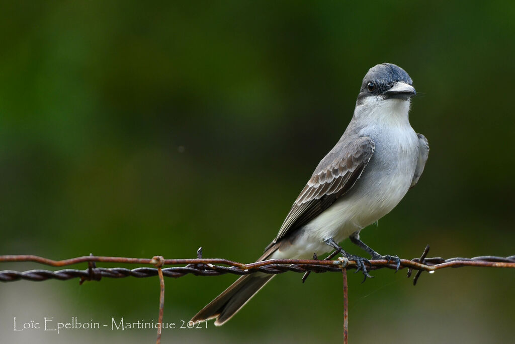 Grey Kingbird