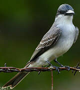 Grey Kingbird