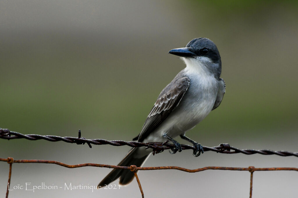 Grey Kingbird