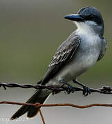 Grey Kingbird