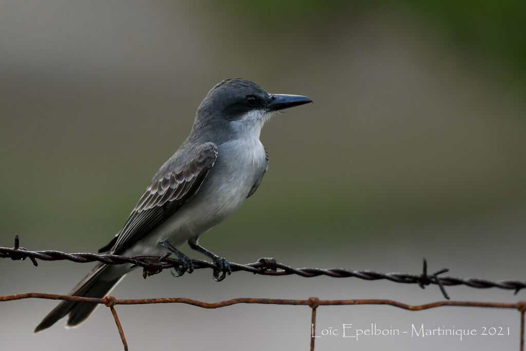 Grey Kingbird