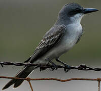 Grey Kingbird