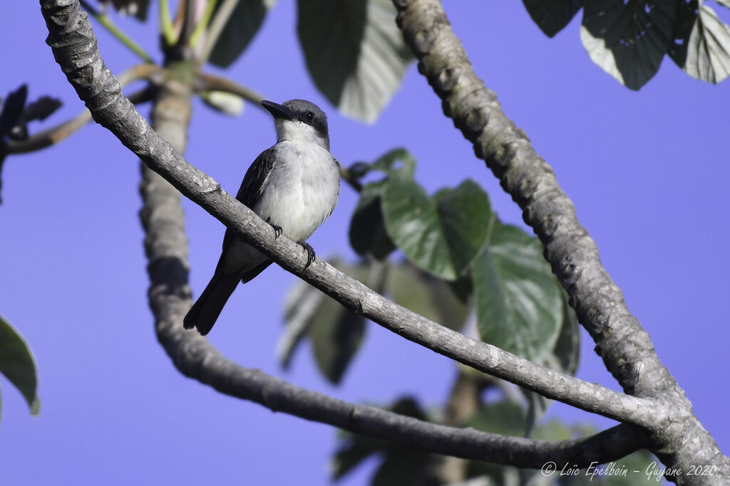 Grey Kingbird