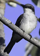 Grey Kingbird