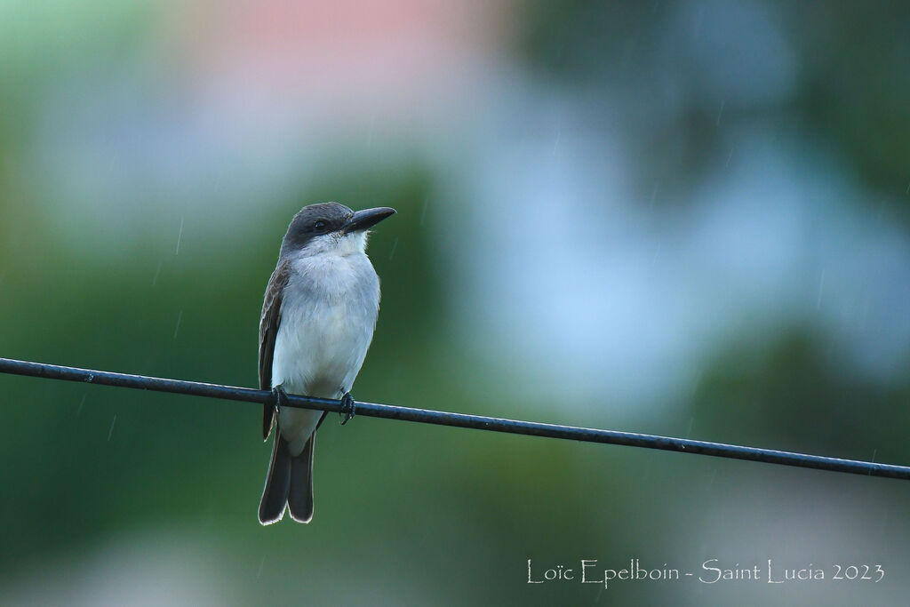 Grey Kingbird