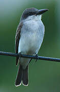 Grey Kingbird