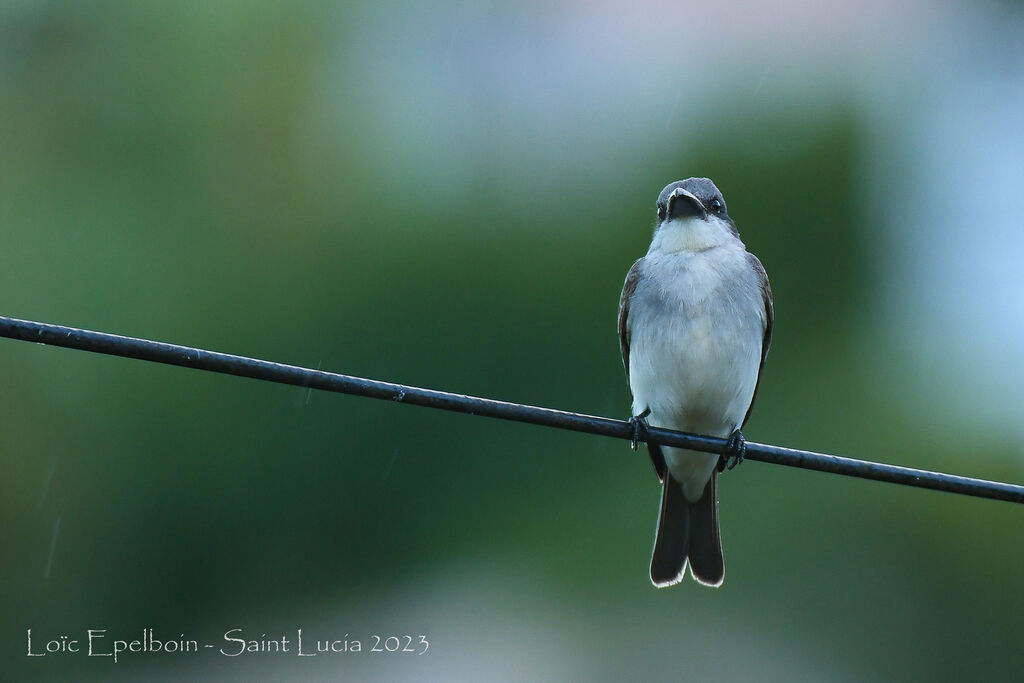 Grey Kingbird