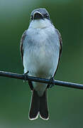 Grey Kingbird