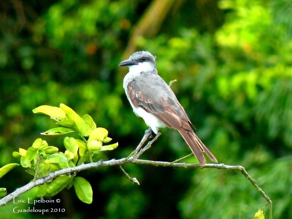 Grey Kingbird